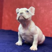 Muhteşem Güzellikte French Bulldog Platinyum Erkek Yavru