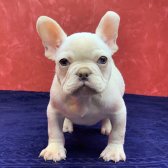 Muhteşem Güzellikte French Bulldog Platinyum Erkek Yavru