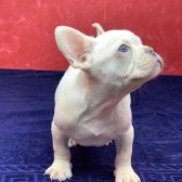 Muhteşem Güzellikte French Bulldog Platinyum Erkek Yavru