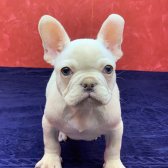 Muhteşem Güzellikte French Bulldog Platinyum Erkek Yavru