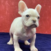 Muhteşem Güzellikte French Bulldog Platinyum Erkek Yavru