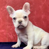 Muhteşem Güzellikte French Bulldog Platinyum Erkek Yavru