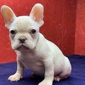 Muhteşem Güzellikte French Bulldog Platinyum Erkek Yavru