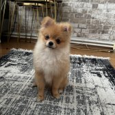 Pomeranian Oğlumuza Yuva Arıyorum