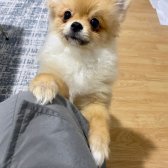 Pomeranian Oğlumuza Yuva Arıyorum