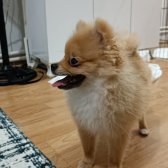 Pomeranian Oğlumuza Yuva Arıyorum