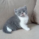 British Shorthair Show Kalite Dişi Yavrular