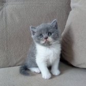British Shorthair Show Kalite Dişi Yavrular