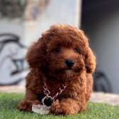 Jüri Onaylı Toy Poodle Yavrular