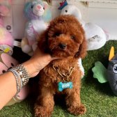 Jüri Onaylı Toy Poodle Yavrular