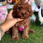 Jüri Onaylı Toy Poodle Yavrular