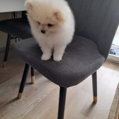 Pomeranian Ayı Yüz