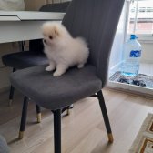 Pomeranian Ayı Yüz