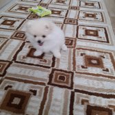 Pomeranian Ayı Yüz