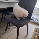 Pomeranian Ayı Yüz