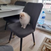 Pomeranian Ayı Yüz