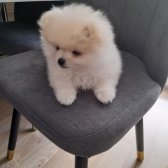 Pomeranian Ayı Yüz