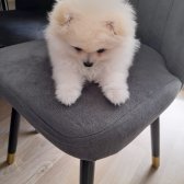 Pomeranian Ayı Yüz