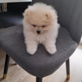 Pomeranian Ayı Yüz