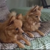 0 Numara Pomeranian Spitz Erkek Ve Dişi
