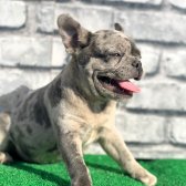 Erkek Güzeli Fransız Bulldog Blue Merle Yavrumuz