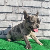 Erkek Güzeli Fransız Bulldog Blue Merle Yavrumuz