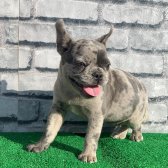 Erkek Güzeli Fransız Bulldog Blue Merle Yavrumuz