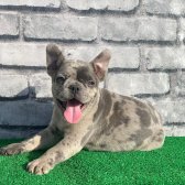 Erkek Güzeli Fransız Bulldog Blue Merle Yavrumuz