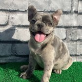 Erkek Güzeli Fransız Bulldog Blue Merle Yavrumuz