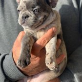 Erkek Güzeli Fransız Bulldog Blue Merle Yavrumuz