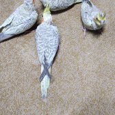 Yavru Sultan Papağanları Sahiplerini Arıyor