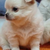 Safkan Erkek Chihuahua Yavrusu (a Klas Şecereli.)