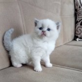British Shorthair Bicolor Dişi Yavrular