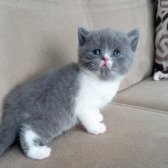 British Shorthair Bicolor Dişi Yavrular