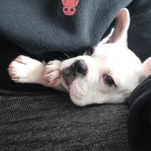 French Bulldog (korsan)