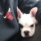 French Bulldog (korsan)