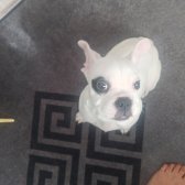 French Bulldog (korsan)