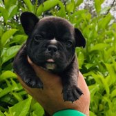 Fransız Bulldog Siyah Yavru Ömürlük Yuvasını Arıyor