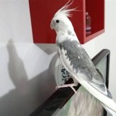 Ful Evcil Wifi Sultan Papağanı