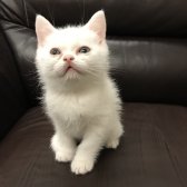 Safkan British Shorthair - Beyaz