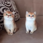 British Shorthair Golden Erkek Yavrular