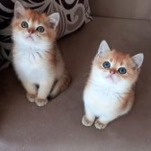 British Shorthair Golden Erkek Yavrular