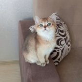 British Shorthair Golden Erkek Yavrular
