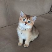 British Shorthair Golden Erkek Yavrular