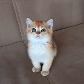 British Shorthair Golden Erkek Yavrular