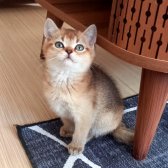 British Shorthair Golden Erkek Yavrular