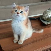 British Shorthair Golden Erkek Yavrular