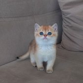 British Shorthair Golden Erkek Yavrular