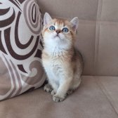 British Shorthair Golden Erkek Yavrular