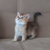 British Shorthair Golden Erkek Yavrular